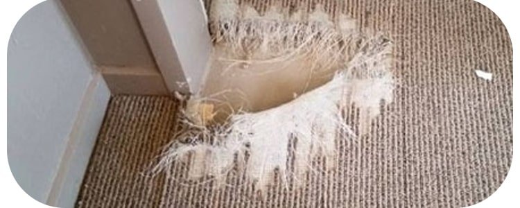 Best Carpet Repair Richmond